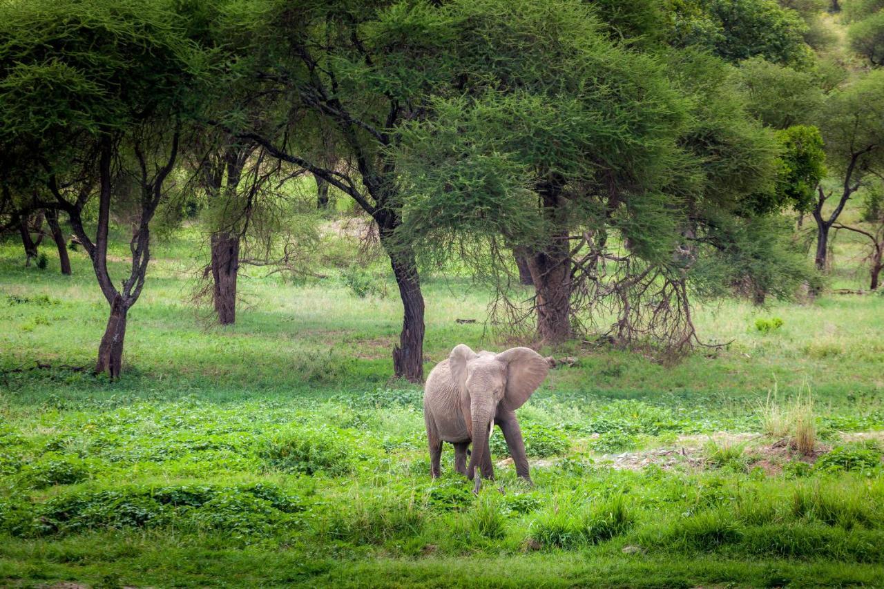 Baobab Tented Camp Kwa Kuchinia Екстер'єр фото