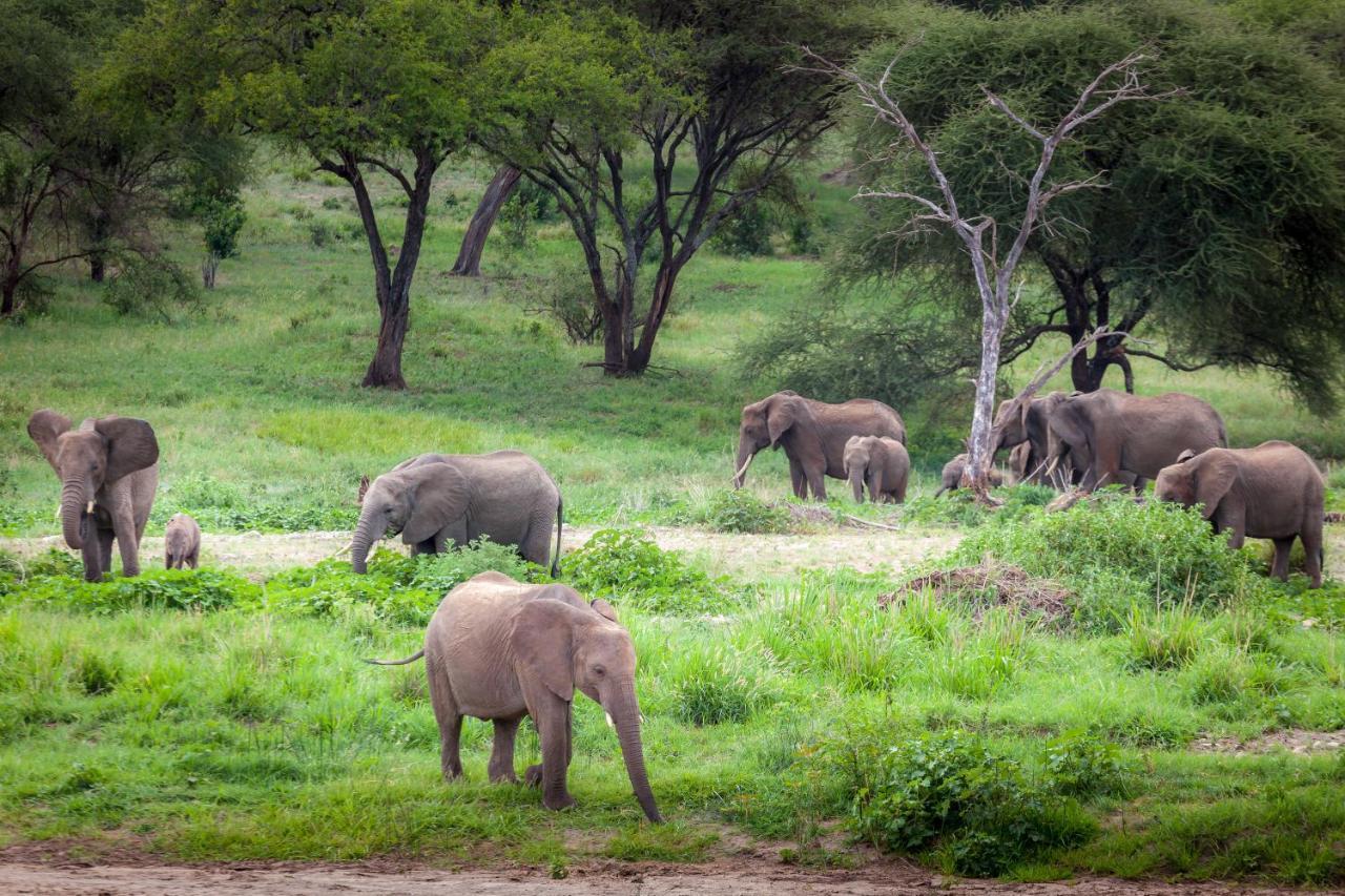 Baobab Tented Camp Kwa Kuchinia Екстер'єр фото